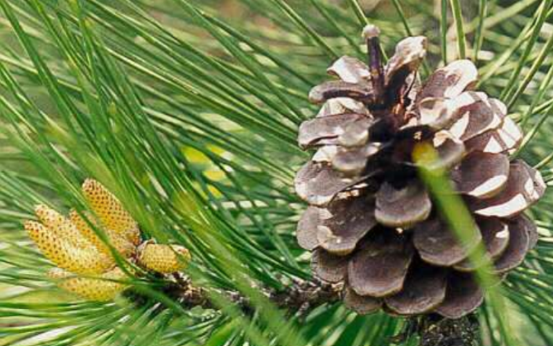 <p>which is male and female / what do each produce</p>