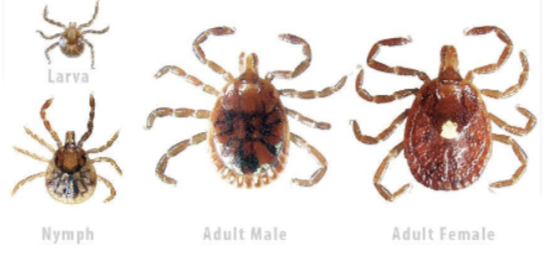 <p>What is the genus of this tick?</p>
