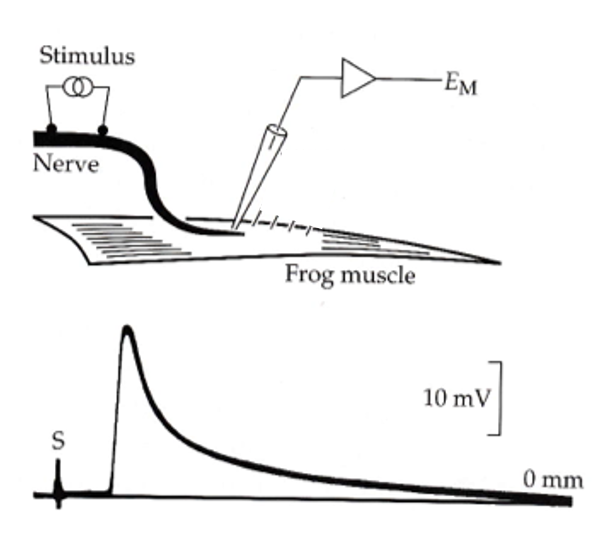 <p><span style="font-family: "Helvetica Light";">&nbsp;- a shock to the nerve elicits a depolarization in the muscle cell called the<em><u> end plate potential</u></em> (EPP)—because it is largest near the motor end plate.</span></p>
