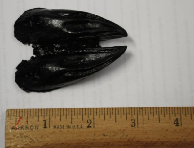 <p>Name this animal track</p>