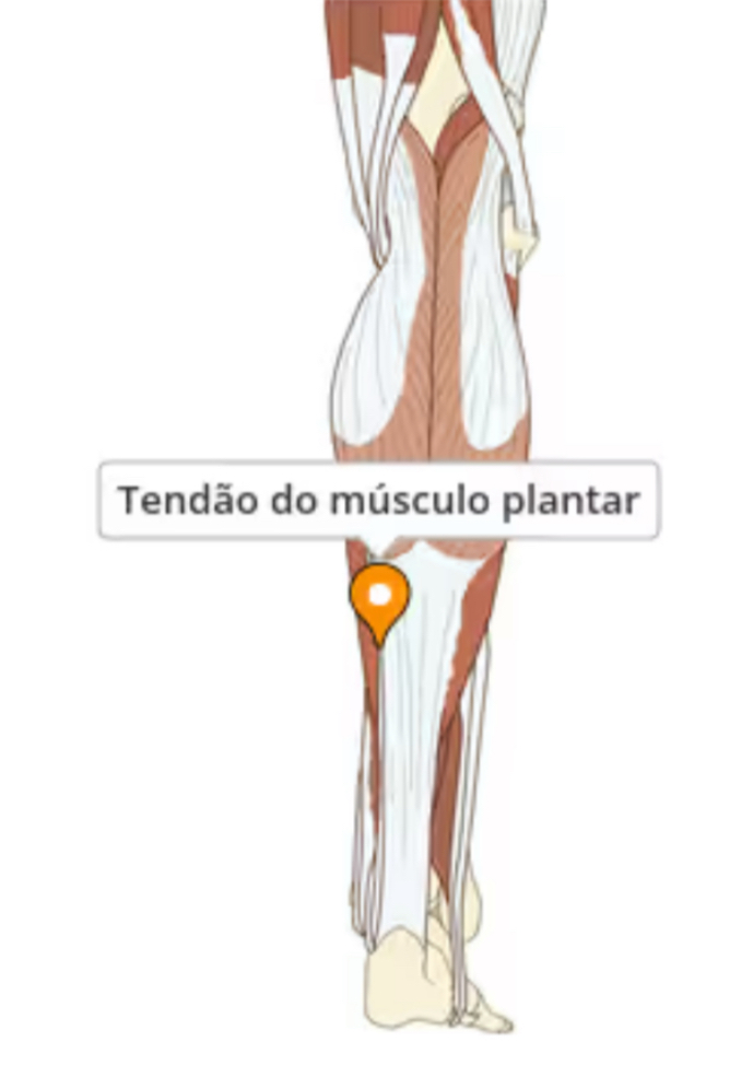 <p>Origem, inserção, inervação e função do m. plantar:</p>