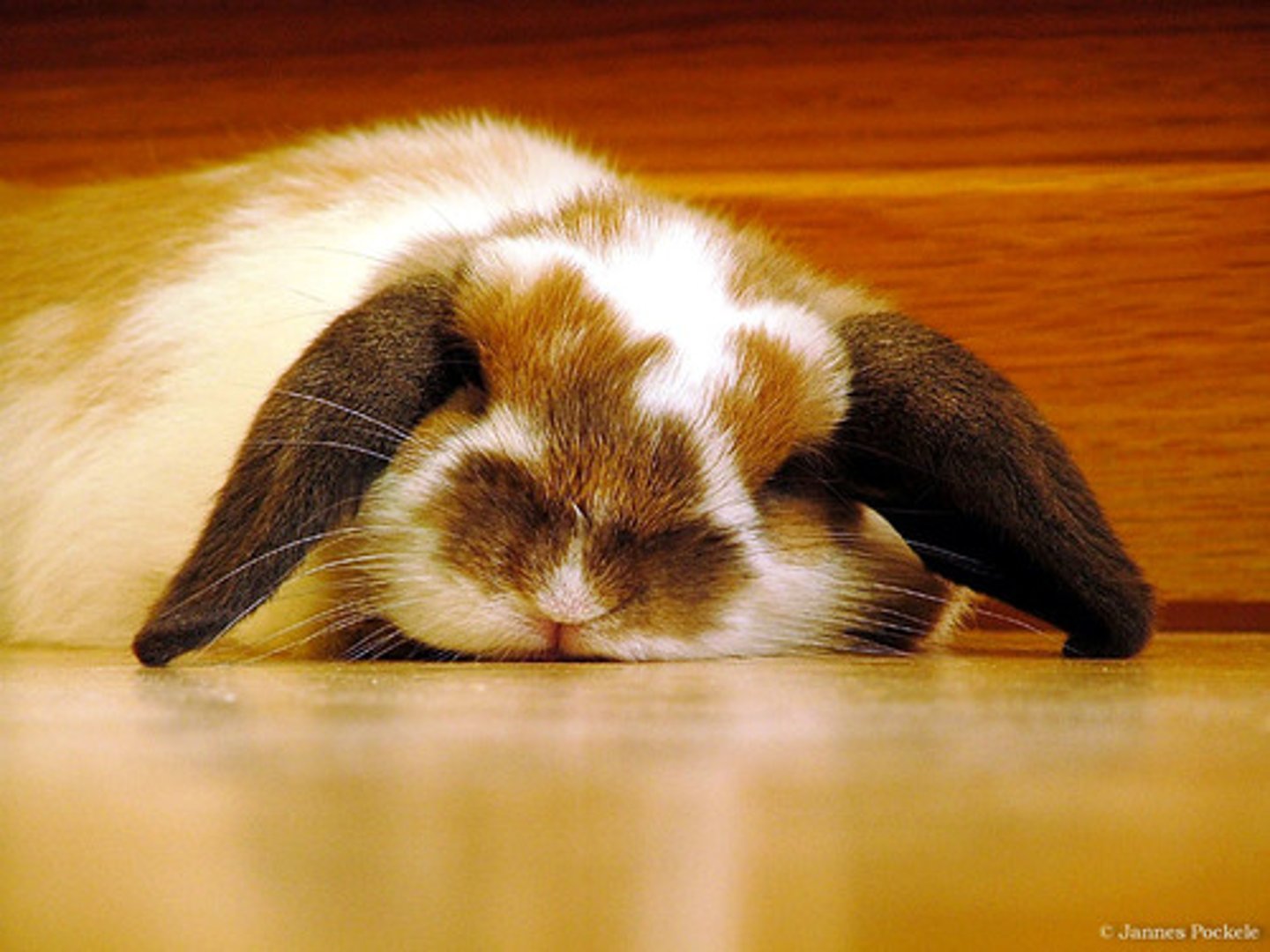<p>(tired)</p><p>El conejo _________________cansado</p>