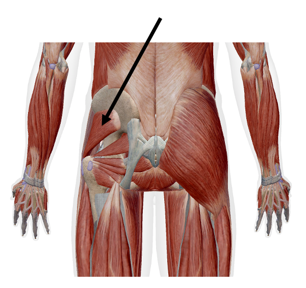 <p>Identify the name of the muscle that the arrow is pointing to in the image.</p>