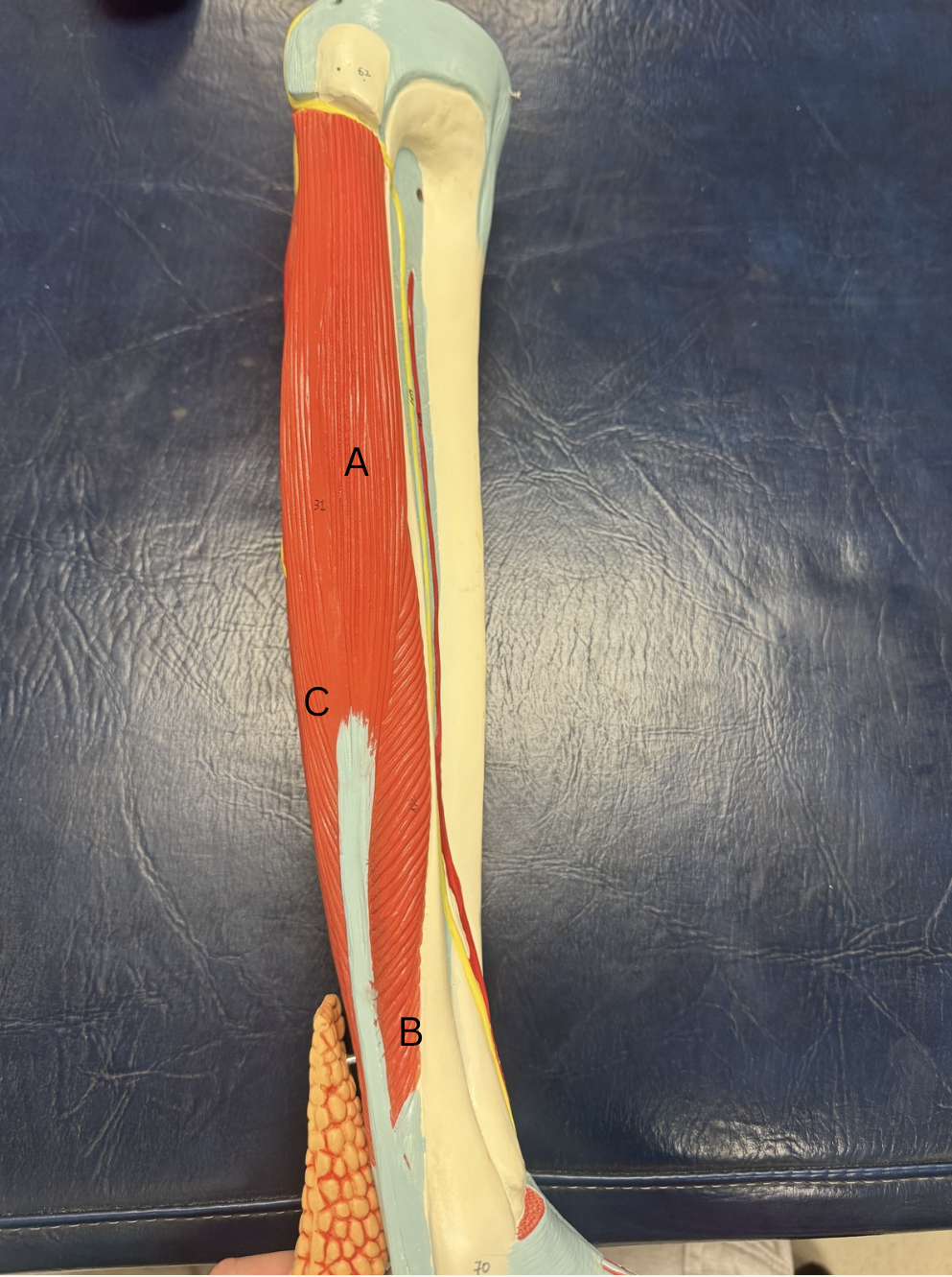 <p><span>Label this muscle from A-C</span></p>
