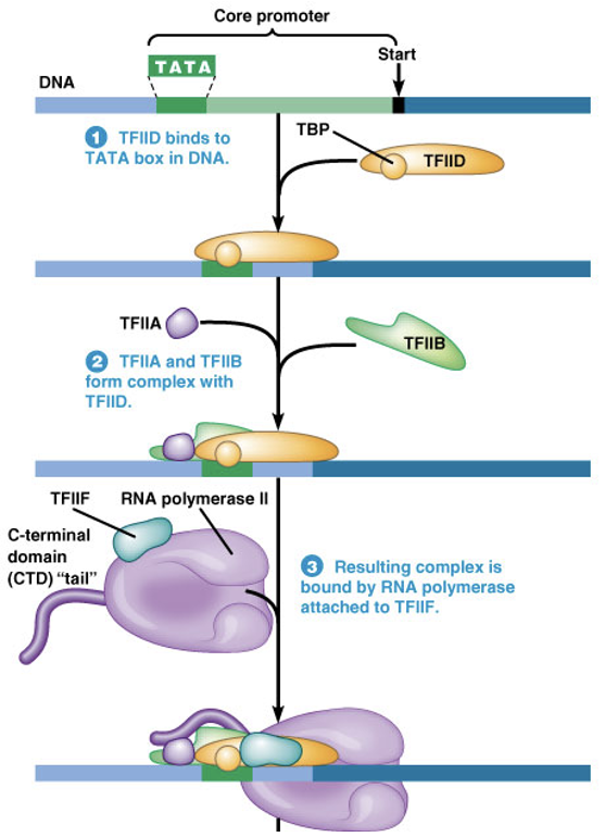 <ul><li><p><span><strong>TFIID</strong> is essential for beginning the process</span></p></li><li><p style="text-align: left;"><span>TFIID <strong>recognizes and binds DNA</strong> because of its <strong>TATA-binding protein</strong> (<strong>TBP</strong>) subunit</span></p></li><li><p style="text-align: left;"><span>Other <strong>TFs follow TFIID, many binding to each other and not directly to DNA</strong></span></p></li><li><p style="text-align: left;"><span>Leads to recruitment of RNA Polymerase II</span></p></li></ul><p></p>