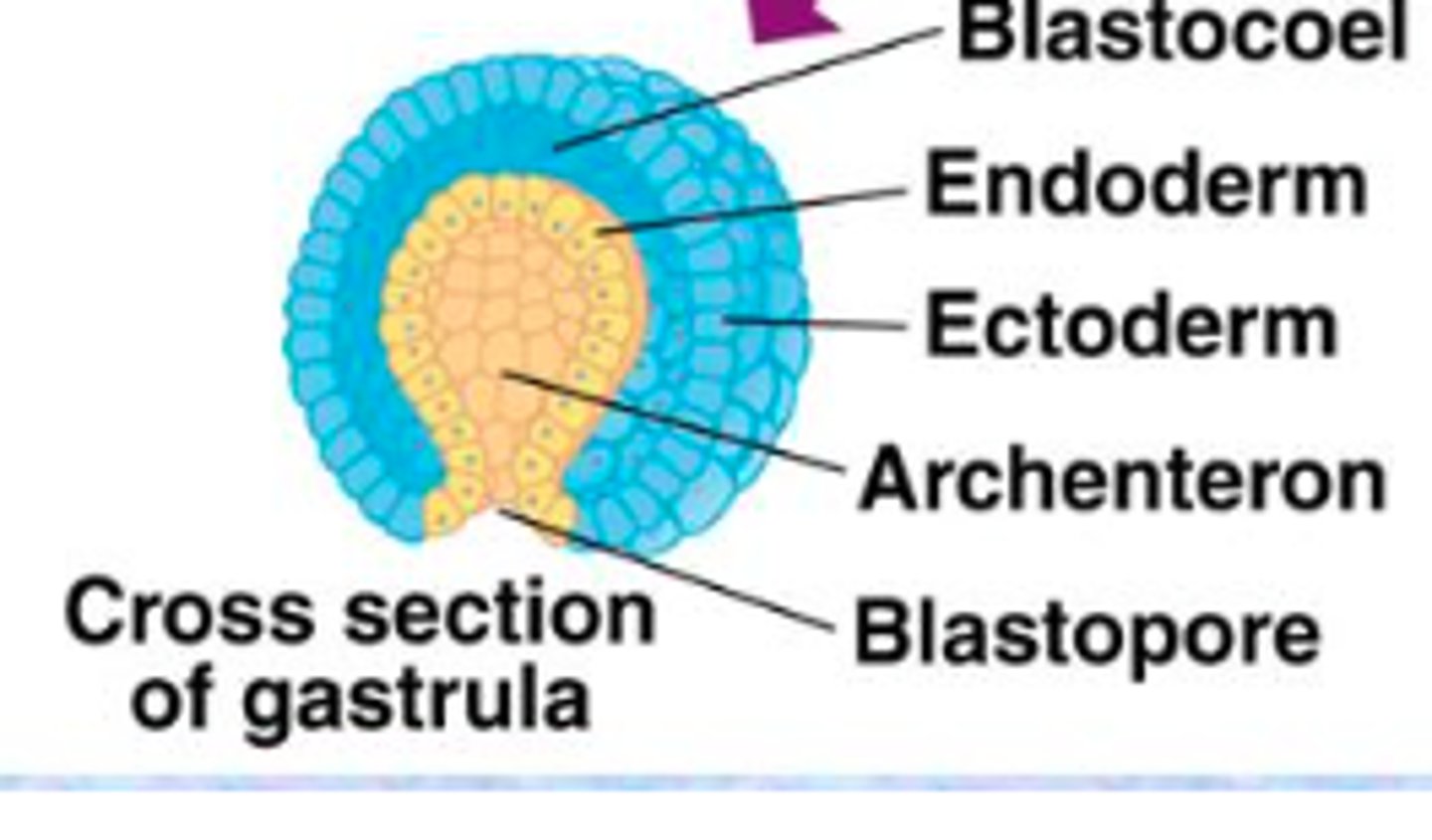<p>1. 2 layered embryo</p><p>2. opening from the</p><p>outside to a center cavity</p>