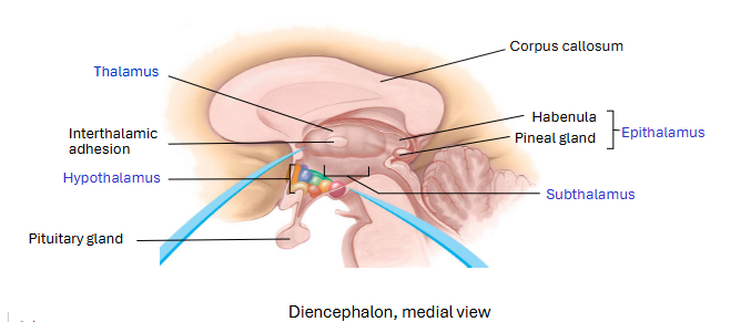 <p>Thalamus; subthalamus; epithalamus; hypothalamus</p>