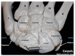 <p>A single column serving as axis of rotation for all wrist movement</p>