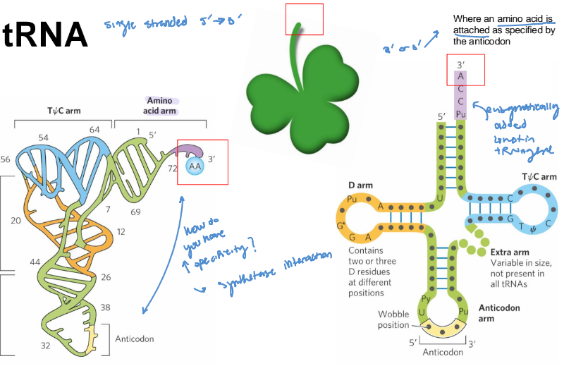 <ul><li><p>AA arm - carries a specific amino acid esterified by its carboxyl group to the 2’-OH or 3’-OH group of the A residue at the 3’ end of the tRNA</p><ul><li><p>emphasis on <strong>esterified AA!</strong></p></li></ul></li><li><p>anticodon arm </p><ul><li><p>contains the anticodon</p></li></ul></li></ul><p></p>
