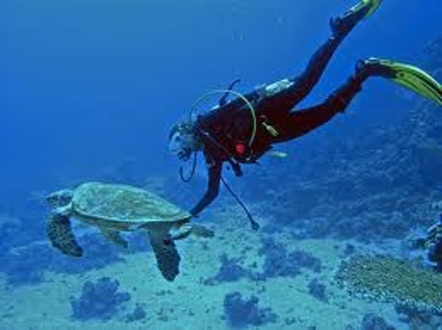 <p>to scuba dive, scuba diving</p>