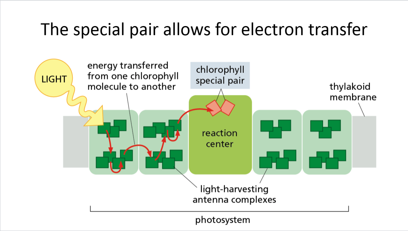 <p>electron transfer</p>