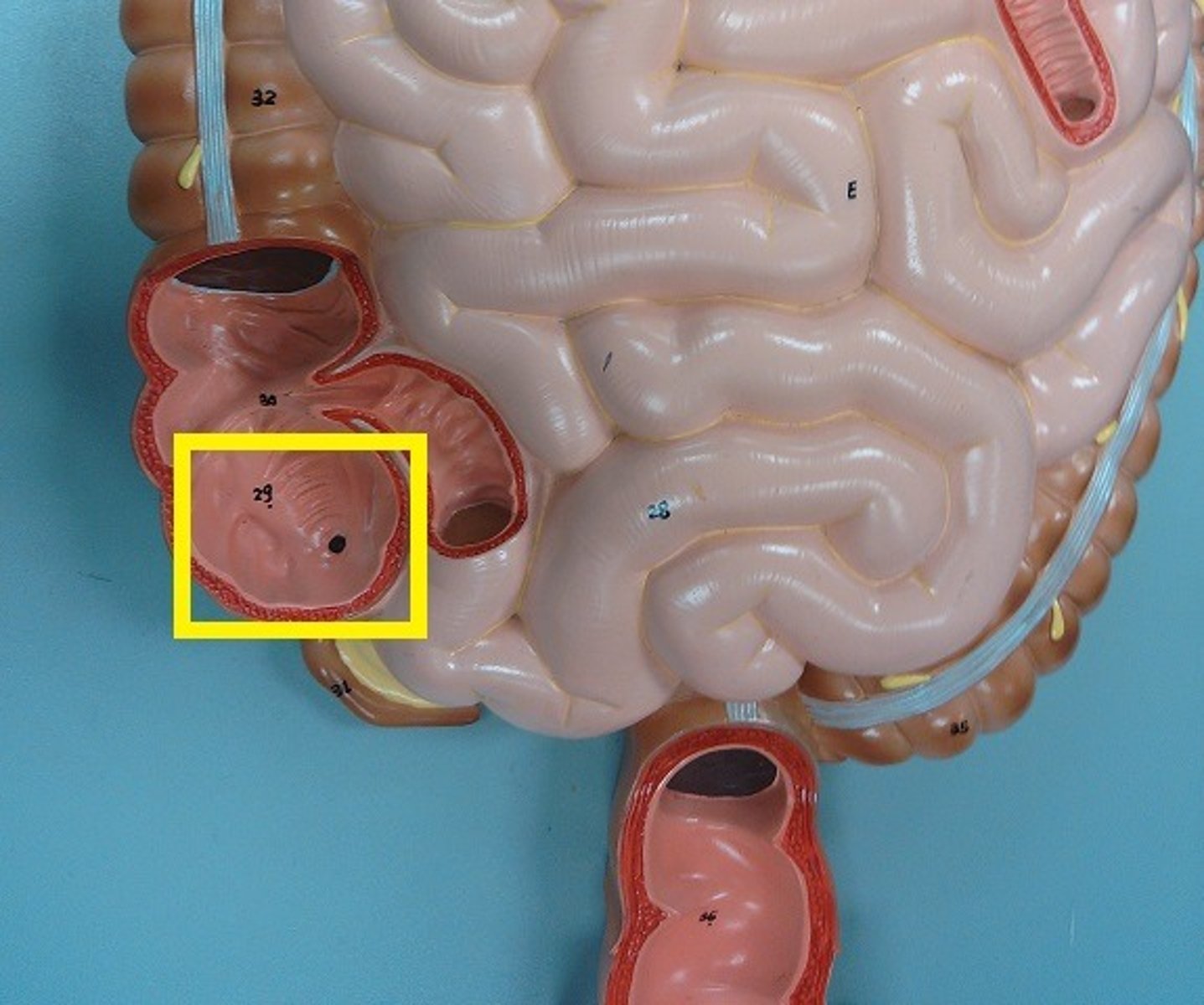 knowt flashcard image