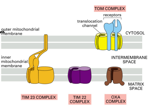 <p><strong>TOM (Transporter Outer-Membrane mitochondria)</strong> = outer membrane pore complex + receptor for signal </p><ul><li><p><u>Protein transport → intermembrane space</u></p></li><li><p>Protein = all possible protein destinations in mitochondria (outer membrane, inner membrane, intermembrane space, matrix)</p></li></ul><p><strong>TIM</strong> <strong>(Transporter Inner-Membrane mitochondria)</strong> = inner membrane pore complex </p><ul><li><p>Protein transport → matrix </p></li></ul><p><strong>OXA Complex </strong>= inner membrane protein that inserts protein into matrix</p><ul><li><p>Protein transport → matrix </p></li></ul><p><u>Protein exposed to matrix → targeting signal cleaved off</u></p><p></p>
