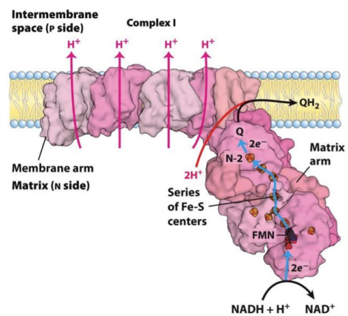 <p>Eksergoniska pārnese: </p><p>NADH + H⁺ + Q → NAD⁺ + QH₂</p><p>NADH atdod FMN divus elektronus. Tie pa vienam pārvietojas pa dzelzs-sēra centriem, pievienojas pie Q un aiziet tālāk.</p><p>Endergoniska sūknēšana: Pārvieto 4 protonus (H⁺) no matricas uz starpmembrānu telpu.</p><p>NADH + Q + 5H<sup>+</sup><sub>(N)</sub> = NAD<sup>+</sup> + QH<sub>2</sub> + 4H<sup>+</sup><sub>(P)</sub></p><p>Nodrošina protonu gradientu starp membrānām. Matrica kļūst negatīva (N), starpmembrānu telpa – pozitīva (P).</p>