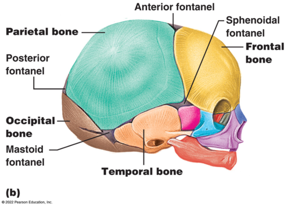 <p>Wide area between bones of connective tissue.</p><ul><li><p>Provide flexibility through birth canal.</p><ul><li><p><span style="color: yellow;"><strong>In Newborns and Infants</strong></span>.</p></li></ul></li><li><p>Allow for rapid growth of the brain.</p><ul><li><p>Decrease During the first year and closed by age 2.</p></li><li><p><span style="color: yellow;"><strong>Called sutures once gap is a narrow layer</strong></span>.</p></li></ul></li></ul><p></p>