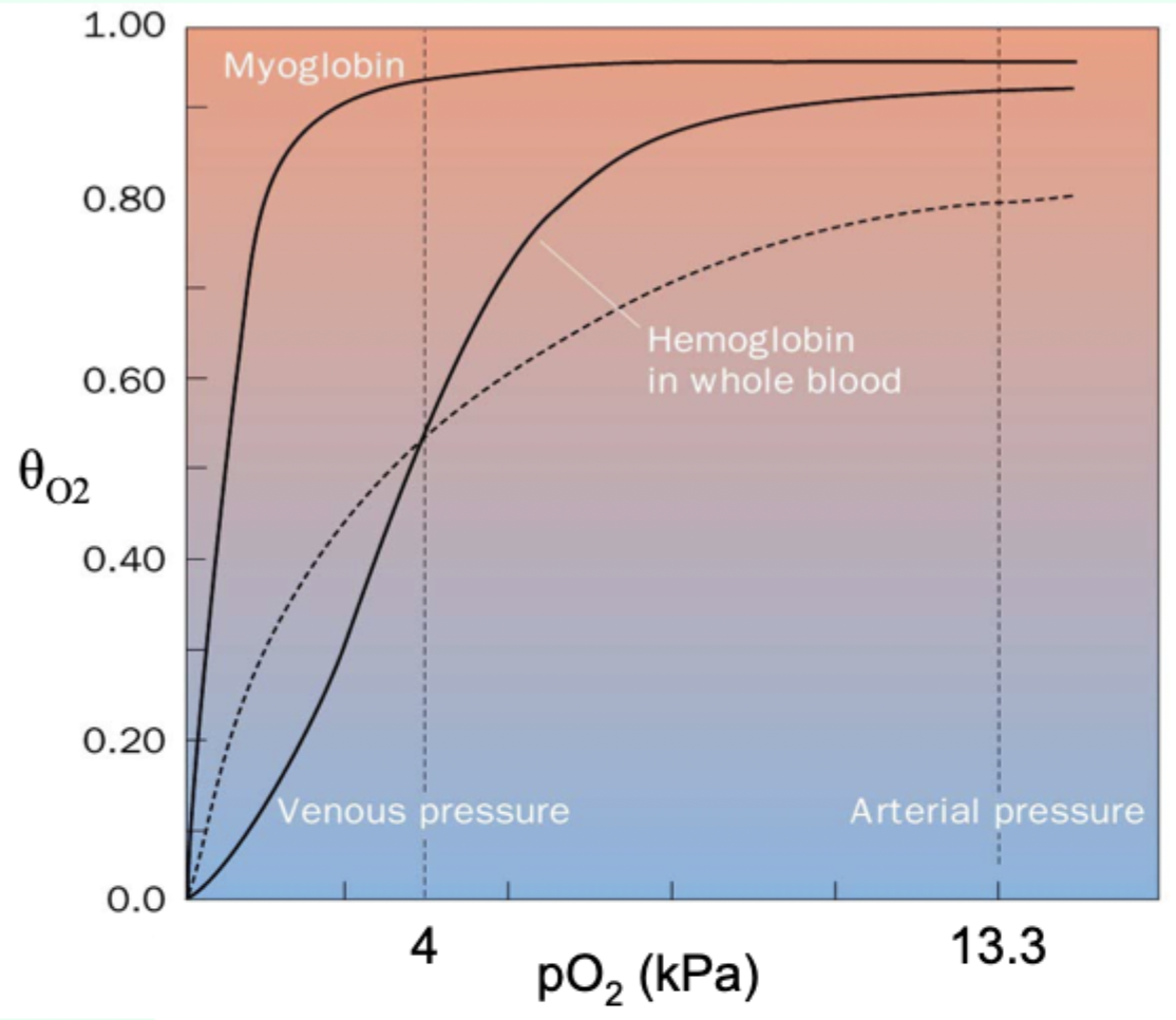 <p>Why is myoglobin ill-suited for oxygen delivery like Hb?</p>