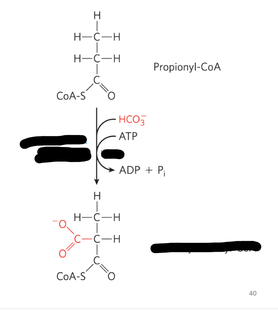 <p>First Step: Enzyme? Cofactor? Product?</p>
