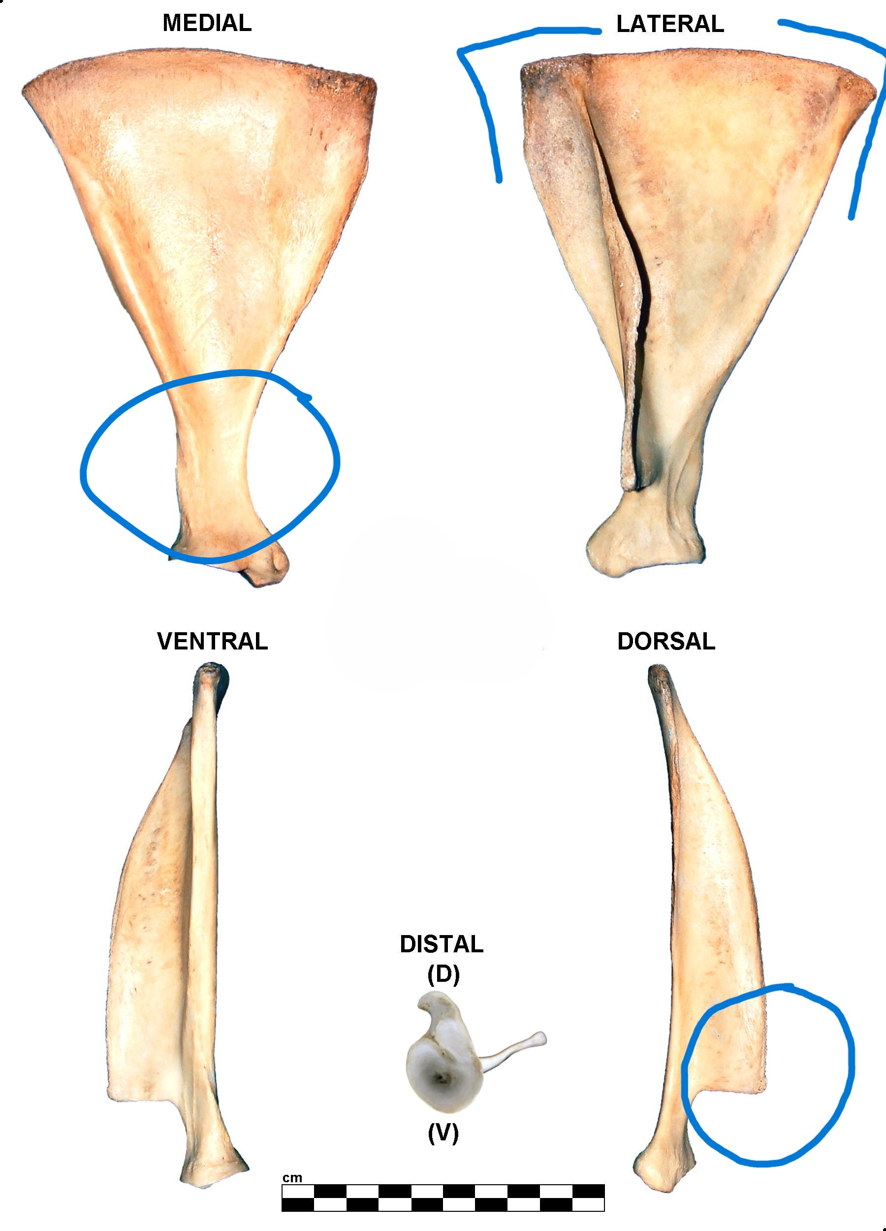 <ul><li><p>acromion cliff</p></li><li><p>thin, long neck </p></li><li><p>sharp edges </p></li></ul><p></p><p>sheep scapula</p><p></p>