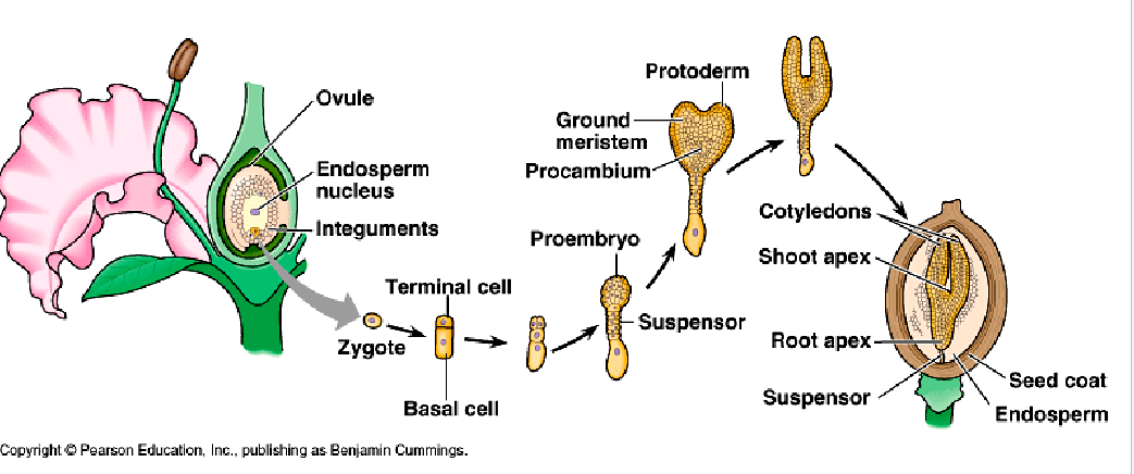 <p>Archaeplastida: Plantae: Tracheophyta: Spermatophyta: <strong>Angiospermae (8: development of dicot plant embryo) </strong></p>