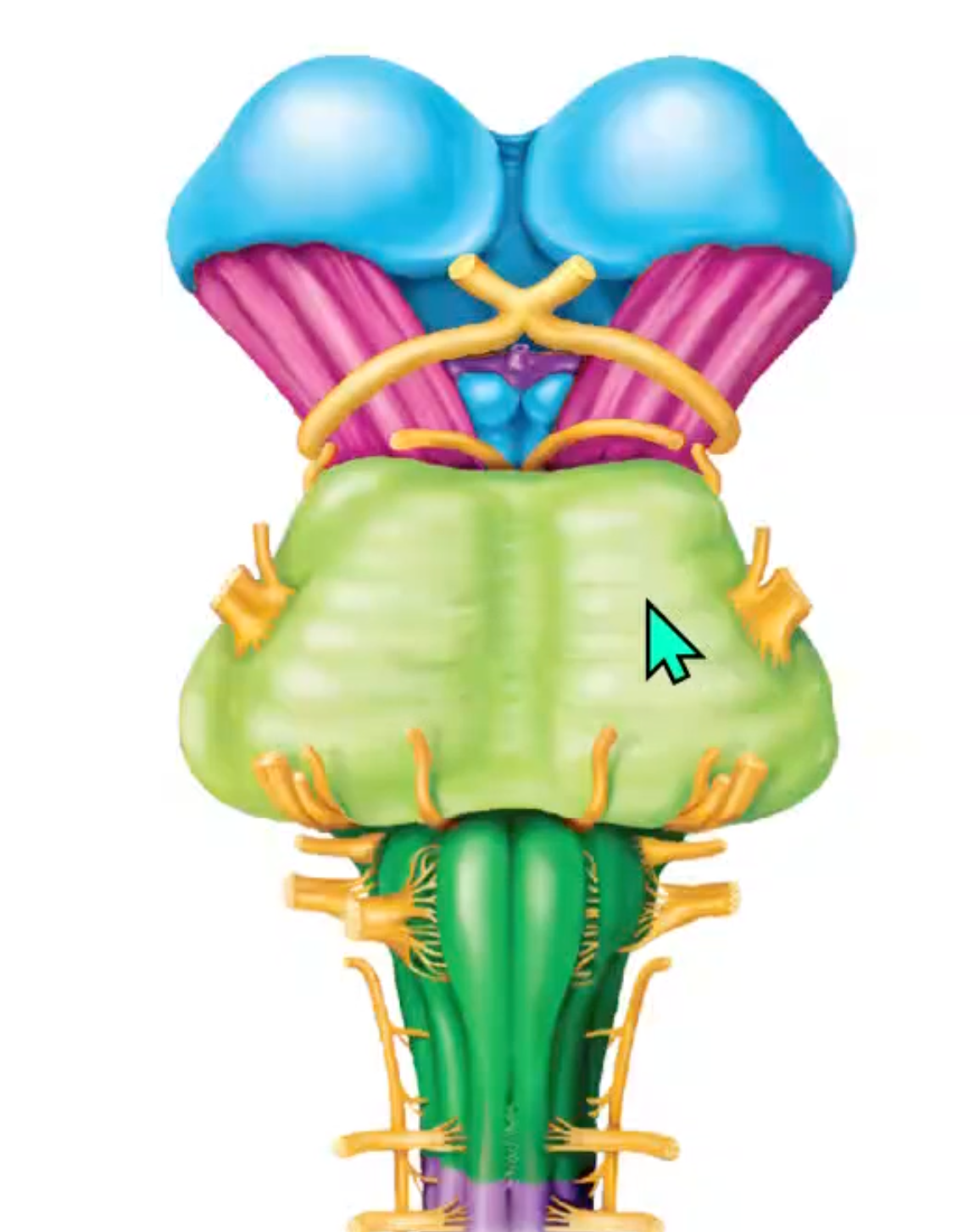 term image