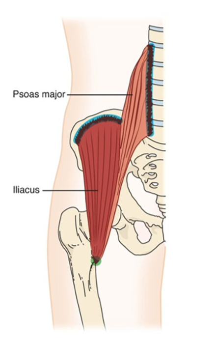 <p>hip flexion </p>