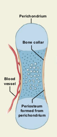 <ul><li><p><strong>Blood vessels grow around the outer cartilage</strong>.</p></li><li><p><strong>Perichondrium cells differentiate into osteoblasts</strong>.</p></li><li><p>The perichondrium becomes the <strong>periosteum</strong>.</p></li><li><p>Osteoblasts form a <strong>bone collar (thin compact bone layer)</strong> around the shaft.</p></li></ul><p></p>