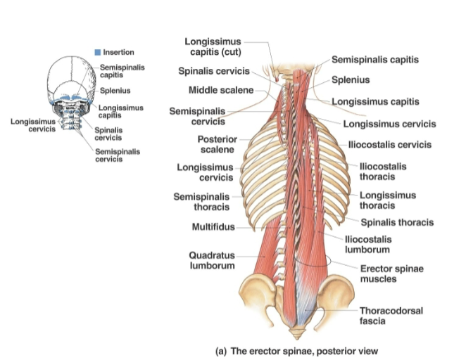 <p>Quadratus Lumborum <strong>Origin</strong></p>
