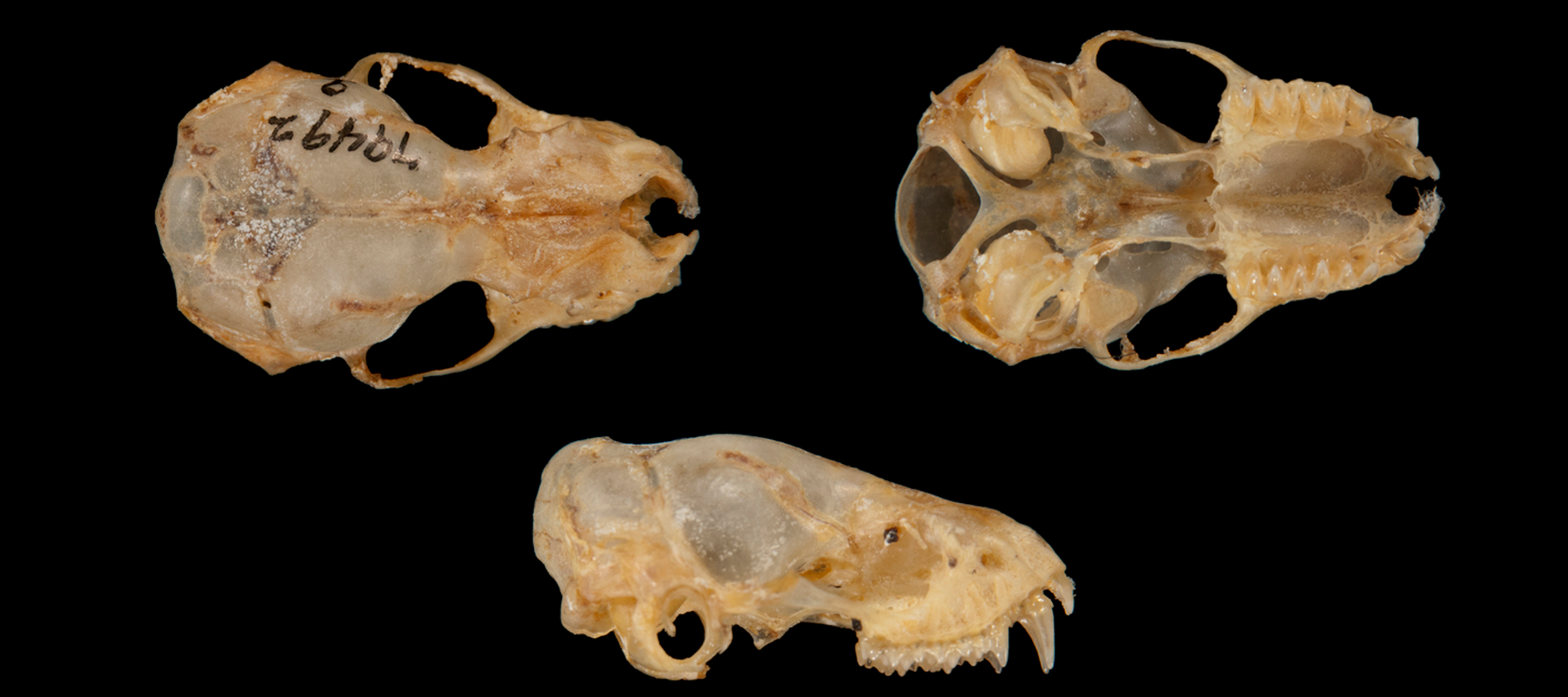 <p>What is the scientific name, common name, and the taxonomy of the species?</p>