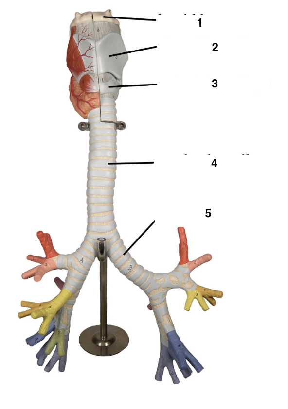 <p>Label these parts of the lower respiratory tract</p>