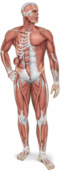 <p>name the organ system</p>