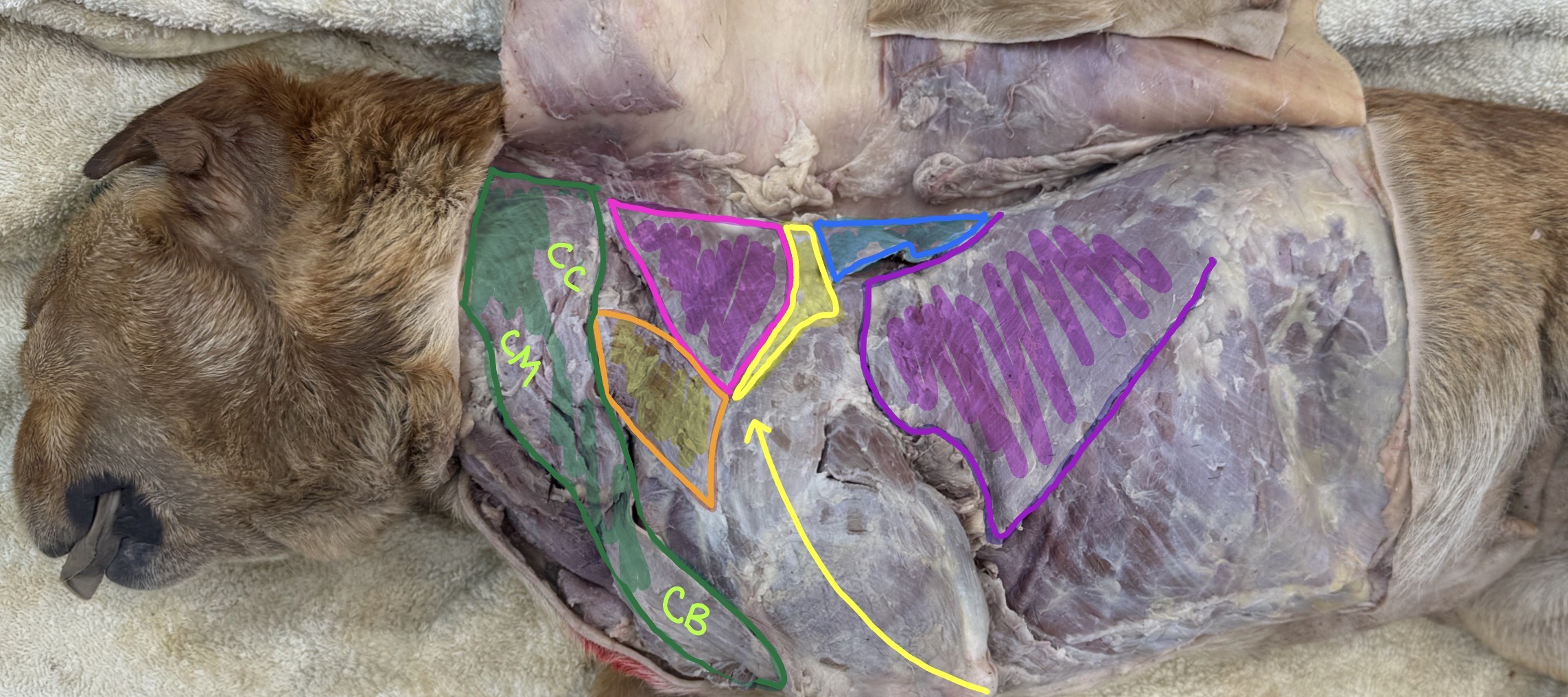 <p>Name the Orange muscle</p>