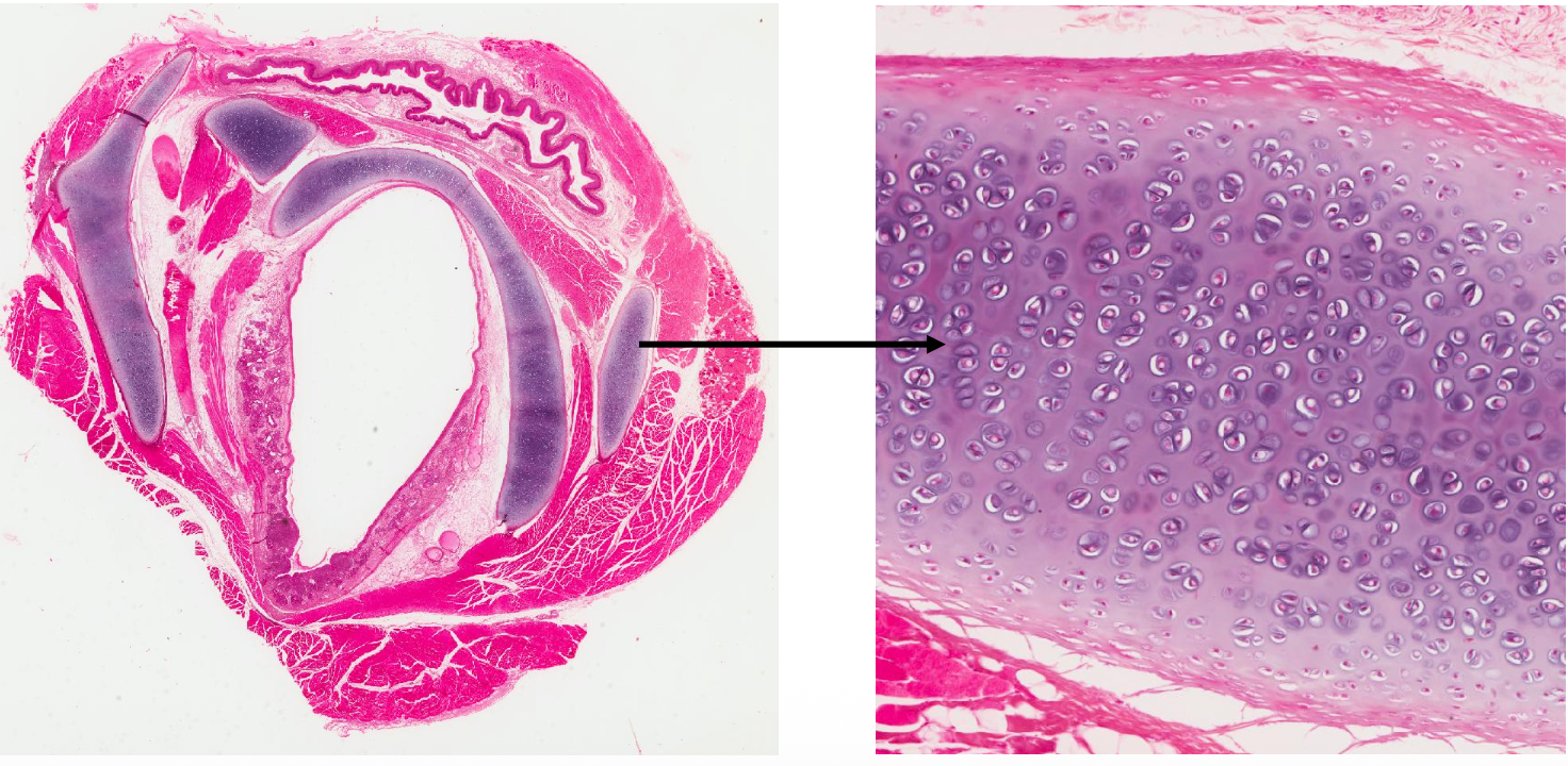 <p>1) Cross-section of the Trachea 2) Connective Tissue - Hyaline Cartilage</p>
