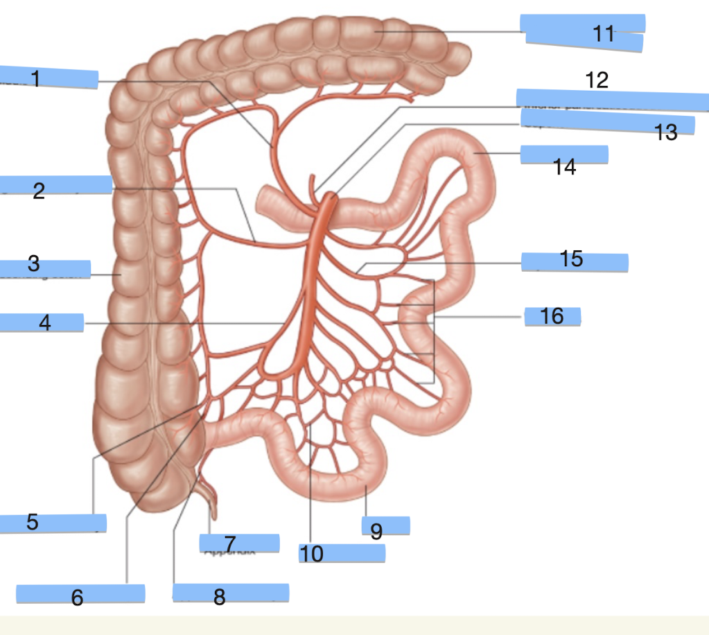 <p>Label structures 1-5 (SMA)</p>