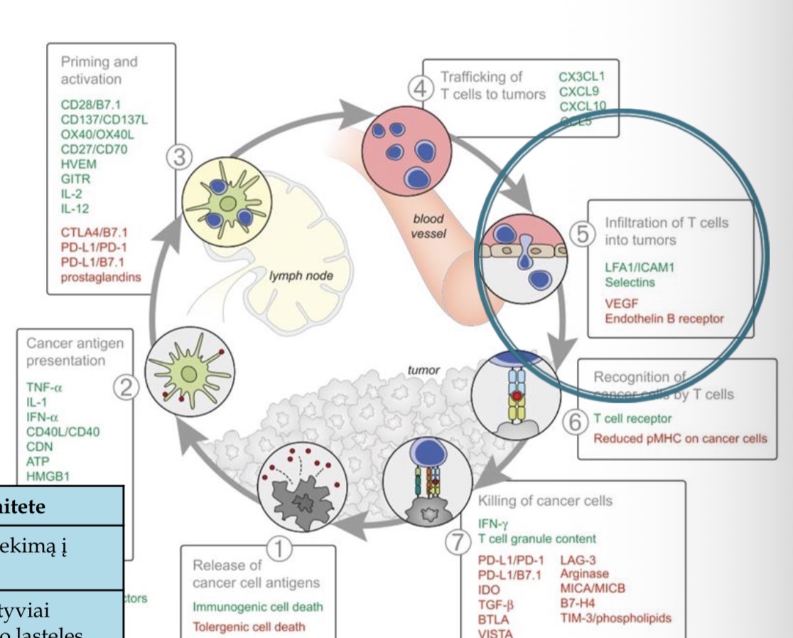 <p><span><strong><span>5</span></strong><span> etape T limfocitai, naudodami adhezijos molekules (selektinus ir integrinus), pereina iš kraujagyslių per endotelį ir infiltruojasi į naviko židinį, o šį procesą gali ir skatinti, ir slopinti naviko mikroaplinkos veiksniai</span></span></p>