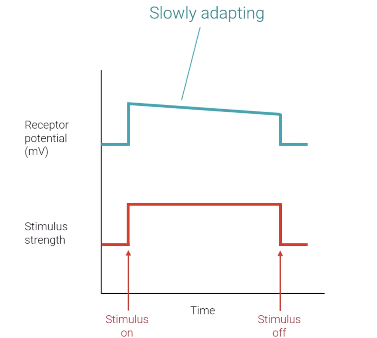 <p>When a constant stimulus is felt at the same level/intensity for a long time, tonic receptors <strong>adapt</strong> such that action potentials are <strong><em><u>continuously</u></em></strong> being sent to the brain throughout the duration of the stimulus.</p><p>Over time, the rate of action potentials sent declines, and if left long enough will decrease to where <strong>no</strong> action potentials are being sent, <em>hence tonic receptors do also adapt eventually</em>, but <strong>slowly, </strong>slower than phasic receptors<strong>.</strong></p><p>When the constant stimulus’ intensity <strong>stops</strong>, then this slew of action potentials to the brain stops.</p><p><mark data-color="blue" style="background-color: blue; color: inherit;">Tonic receptors:</mark> Adapt <strong>slowly</strong>, constantly providing info on certain stimuli.</p><ul><li><p>e.g nociceptors (pain), constantly providing info about injuries</p></li><li><p>proprioceptors constantly providing info about body balance and position</p></li></ul><p></p>