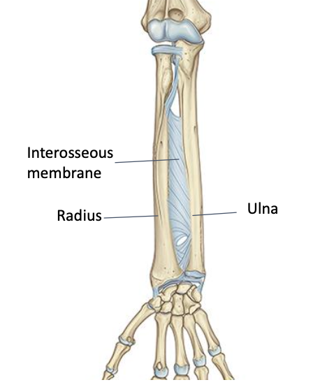 <p>Syndesmossi<br>Formed by the strong interosseous membrane that connects the medial shft of the radius with the lateral shaft of the ulna</p>