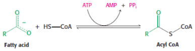 <p>activation of fatty acids</p><p>catalysed by <span style="background-color: transparent;"><strong>acyl CoA synthetase</strong></span></p>
