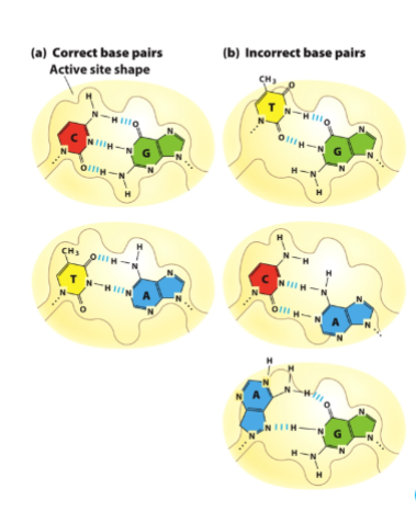 <p>DNA Pol active site restricts base pairing to Watson-Crick-Franklin bp</p><p>What does this mean?</p>