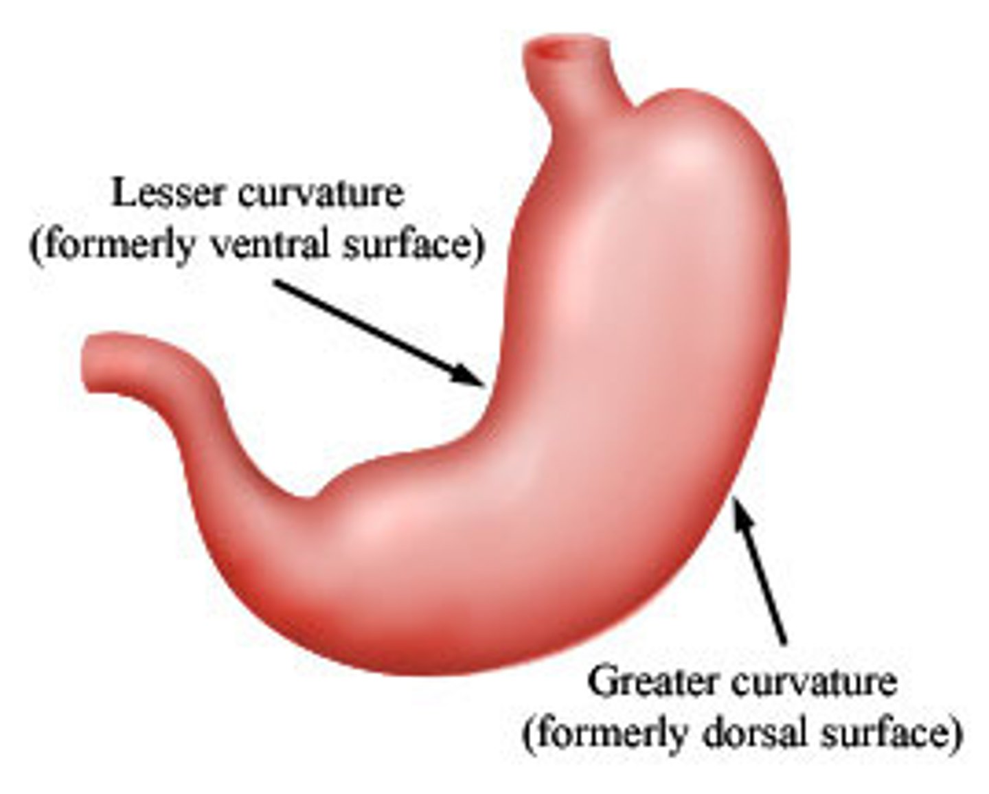 <p>greater curvature - inferior, attachment point for greater omentum</p><p>lesser curvature - superior, attachment point for lesser omentum</p><p>angular notch - point on lesser curvature that separates body from pyloric region</p>