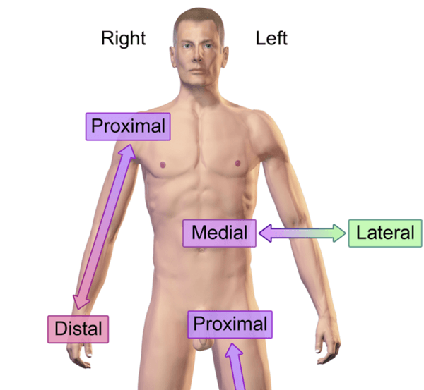 <p>away from the midline of the body</p>