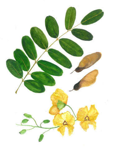 term image