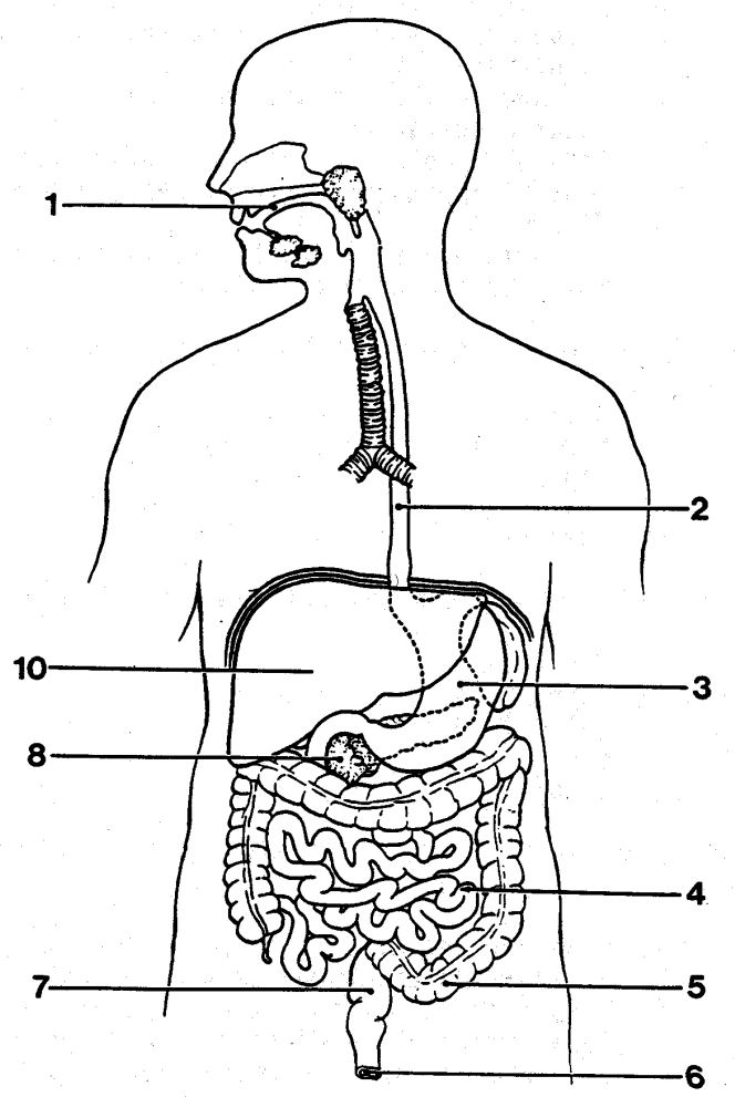 <p>What is the organ labeled 10?</p>
