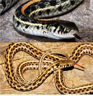 <p>Family: Natricidae</p><p>Location: <span>Uncommon East of Flint Hills & Absent from SE</span></p><p><span>ID: </span><span style="font-size: calc(var(--scale-factor)*22.37px);">Back: Colors are Variable! 3 Light Stripes: 1 “Crisp” dorsal + 2 sides; Belly: “Clean” white/green/gray small dots along edge; single anal plate; keeled scales; heavy labial barring</span></p><p><span style="font-size: calc(var(--scale-factor)*22.37px);">Life/History: moist areas in open grassy prairies; generalist; live birth</span></p>