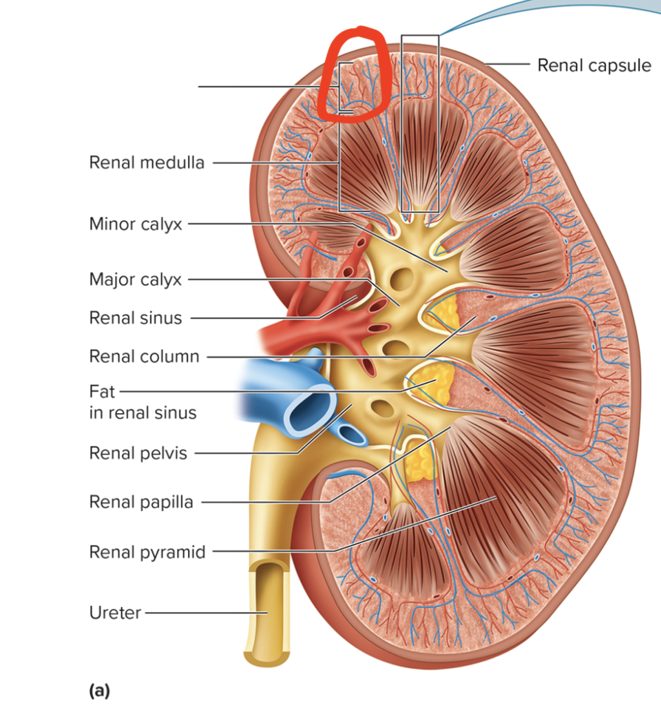 <p>name this structure</p>