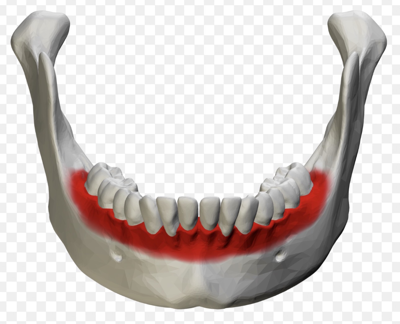 <p>What is this bone detail?</p>