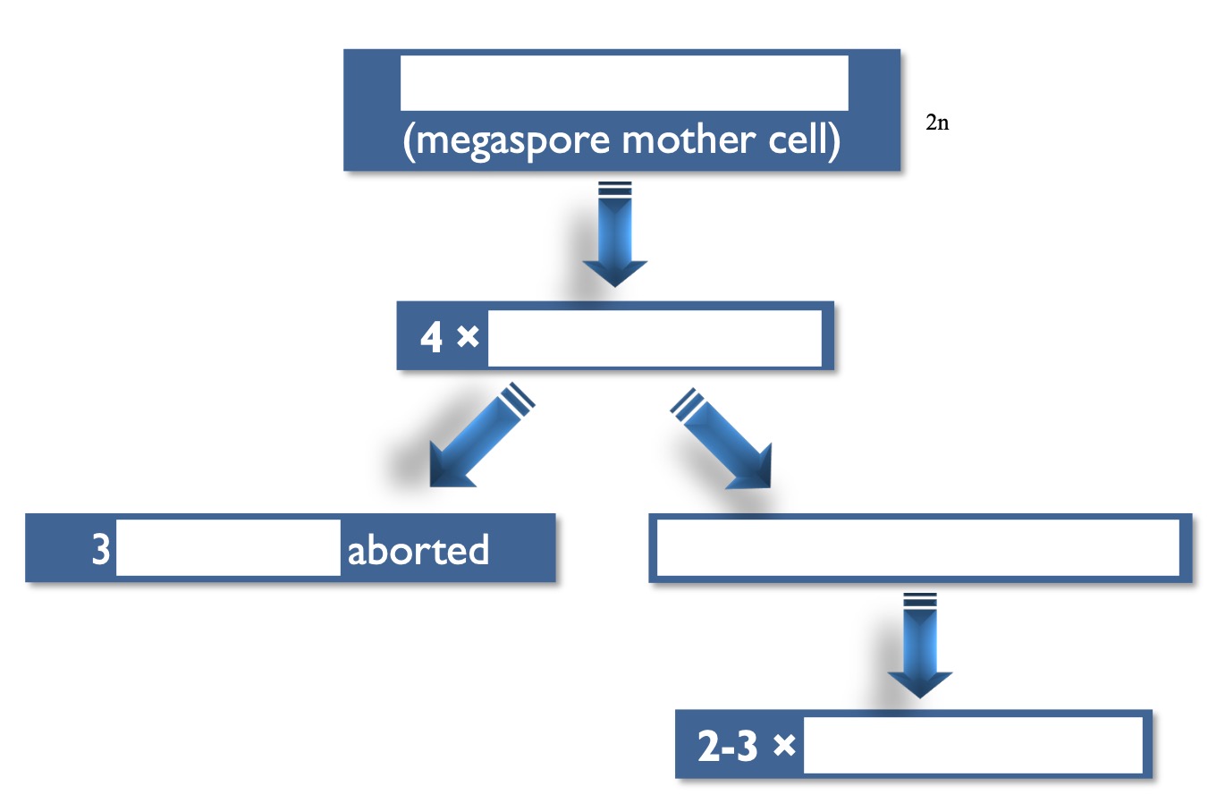 <p>Fill in the blanks of the ovule development.</p>