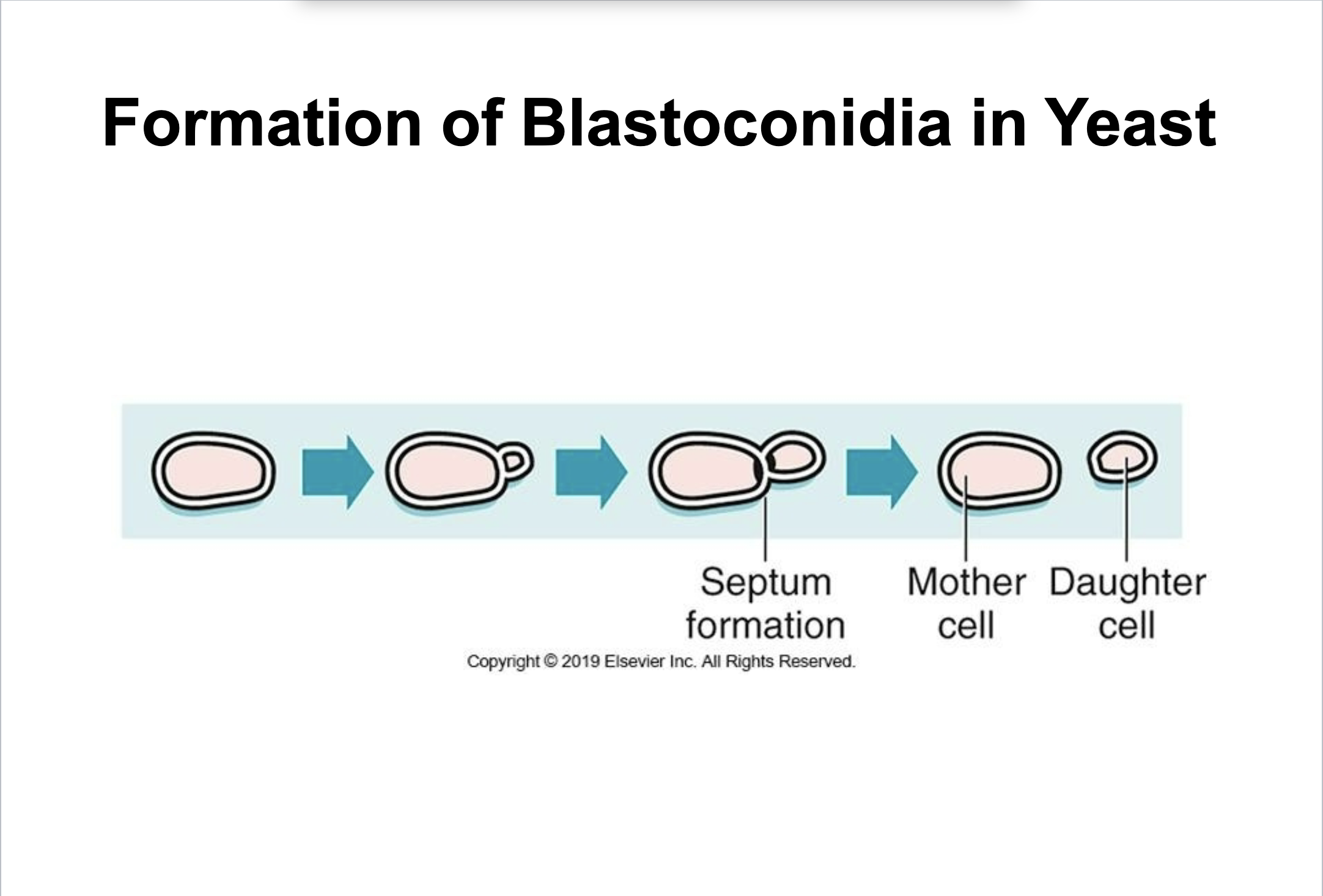 <p>Via budding or fission</p><p>blastoconidia</p>