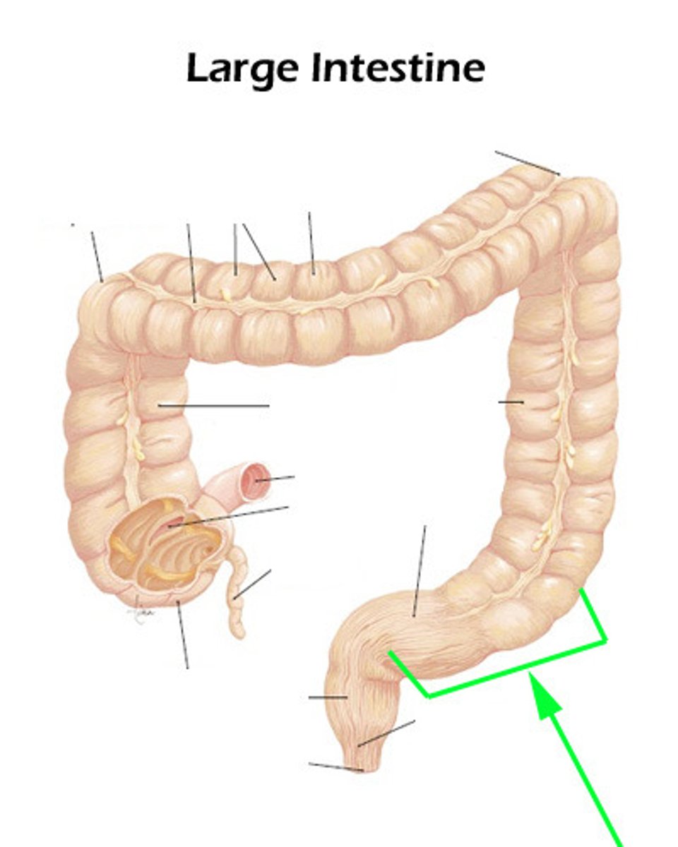 knowt flashcard image