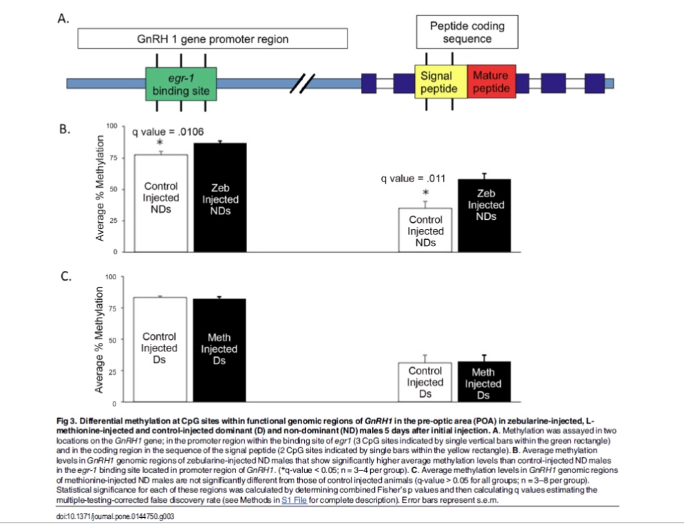 <ul><li><p>Panel A is a map of the GnRH1 gene showing the two spots they measured. -</p></li><li><p>Panel B shows that zebularine-treated (non-dominant) fish had <em>more</em> methylation at the GnRH1 "on switch" — locking the gene off, consistent with not becoming reproductively active. </p></li><li><p>Panel C shows methionine-treated fish had <em>no change</em> at GnRH1, suggesting methionine worked through other genes instead</p></li></ul><p></p>