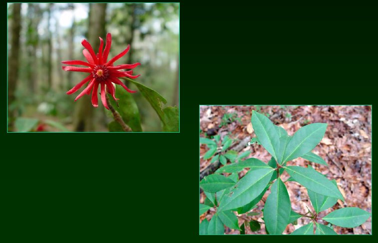 <p>•</p><p>Illiciaceae</p><p>•</p><p>Moist areas</p><p>•</p><p>Stinky flowers</p><p>•</p><p>Thermogenic flowers</p><p>•</p><p>Key Characters:</p><p>•</p><p>Evergreen leaves</p><p>•</p><p>Anise scent</p><p>•</p><p>Star-shaped fruits</p><p>•</p><p>Large maroon flowers</p>